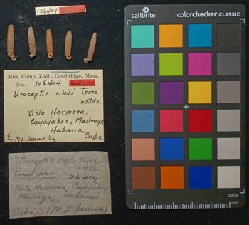 Media type: image; Malacology 106404 Description: An image of specimen MCZ:Mala:106404 and its labels.;